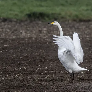 Singing swan (Cygnus cygnus), Emsland