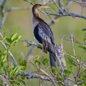 A single Anhinga sitting on a branch and gazing into the distance