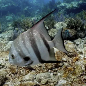 A single Atlantic spadefish (Chaetodipterus faber) with distinctive stripes swims close to the coral reef