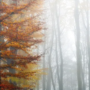 Single beech (Fagus sylvatica) with colourful autumn leaves
