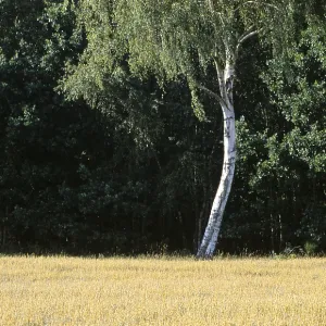 Single birch at a field of grain, Nothern Germany Single birch at a field of grain, Nothern Germany