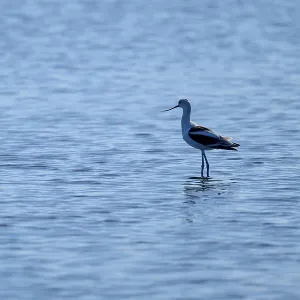 A single bird stands quietly in the blue water A single bird stands quietly in the blue water