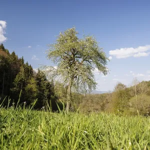 A single blooming tree stands on a green meadow in front of a wooded hill under a blue sky