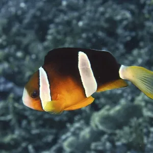 A single clownfish, Clark's anemonefish (Amphiprion clarkii) A single clownfish, Clark's anemonefish (Amphiprion clarkii)