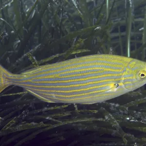 A single, colorful fish with yellow-blue stripes