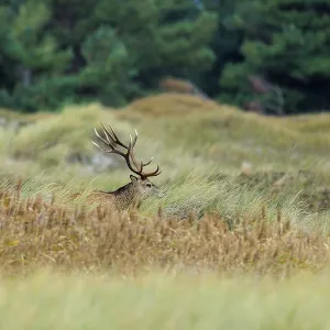 A single deer with impressive antlers in tall grass against a forest background