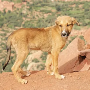 A single dog stands on a rocky hill with a wide landscape in the background