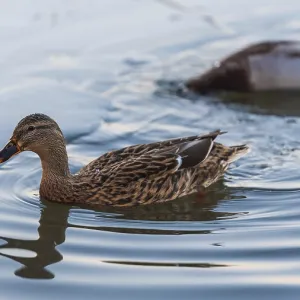 A single duck swimming and creating ripples in the water A single duck swimming and creating ripples in the water