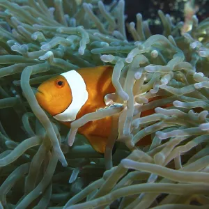 A single false clownfish (Amphiprion ocellaris) hides between the tentacles of a sea anemone A single false clownfish (Amphiprion ocellaris) hides between the tentacles of a sea anemone
