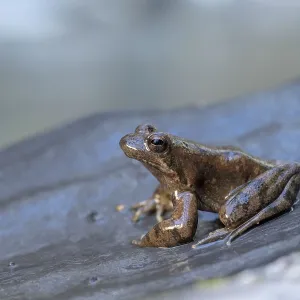 A single frog sits quietly on a rock A single frog sits quietly on a rock