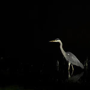 A single heron standing quietly in water in the dark night