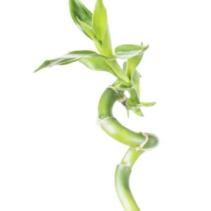Single houseplant stem of Lucky Bamboo (Dracaena Sanderiana) with green leaves Single houseplant stem of Lucky Bamboo (Dracaena Sanderiana) with green leaves