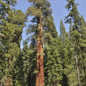 Single impressive Sequoia tree