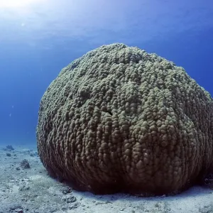 Single large stony coral (Porites lutea)