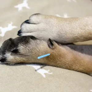 Single long blue acupuncture needles sticking in paw of dog to treat severe itchiness caused by allergies