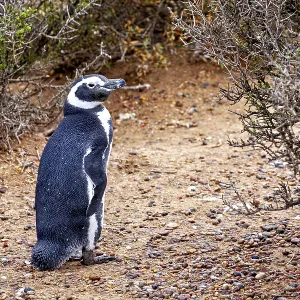 A single penguin stands next to bushes on sandy soil