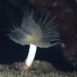 A single smooth calcareous worm (Protula tubularia)