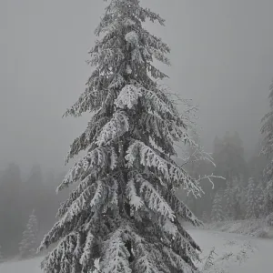 A single snow-covered Christmas tree in a foggy winter landscape A single snow-covered Christmas tree in a foggy winter landscape