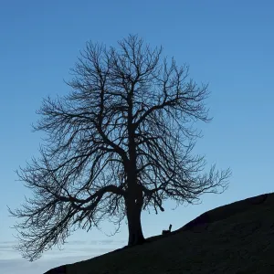 A single standing chestnut tree (Castanea) in late autumn A single standing chestnut tree (Castanea) in late autumn