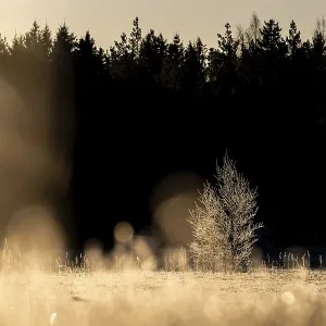 A single tree covered with ice crystals in a field at the edge of the forest in the golden light of the morning sun A single tree covered with ice crystals in a field at the edge of the forest in the golden light of the morning sun