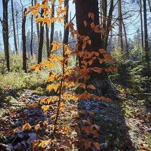 Single tree with orange leaves in sunlight in the forest Single tree with orange leaves in sunlight in the forest