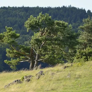 A single tree on a slightly hilly landscape with a green forest in the background