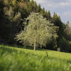 A single tree stands on a green meadow against a background of forest and sky