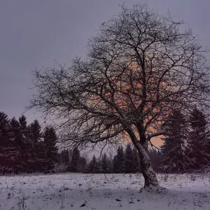 A single tree stands in a snowy landscape in front of a forest at sunset
