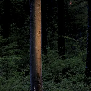 A single tree trunk illuminated by dim light in a dense forest