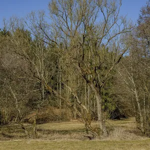 Single trees in a meadow landscape Single trees in a meadow landscape