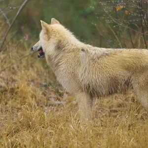 A single wolf standing sideways in the grass