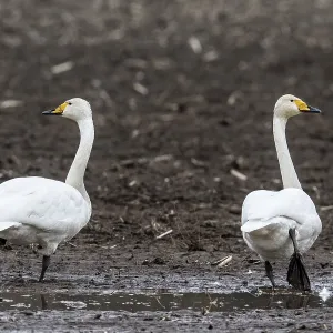 Singswans (Cygnus cygnus), Emsland