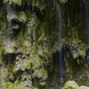Sintered rock overgrown with mosses