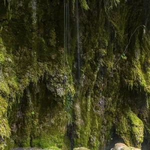 Sintered rock overgrown with mosses