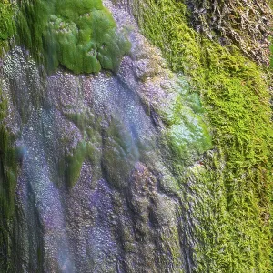Sinterstein with mosses, Hinanger waterfalls