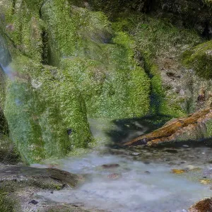 Sinterstein overgrown with mosses