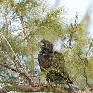 Un aiglonnaise juvenile Haliaeetus leucocephalus s'assoit sur une branche après avoir quitté son nid, essayant d'obtenir l'énergie pour retourner à Marco Island en Floride en hiver. Un aiglonnaise juvenile Haliaeetus leucocephalus s'assoit sur une branche après avoir quitté son nid, essayant d'obtenir l'énergie pour retourner à Marco Island en Floride en hiver.