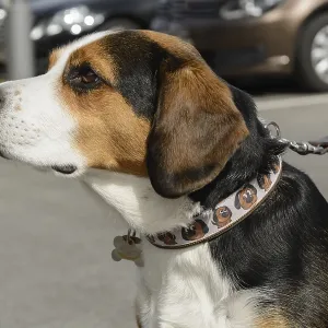 Sitting and leashed Entlebucher Mountain Dog - dog portrait
