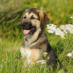 A sitting puppy on a flowery meadow