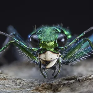 Six-spotted Green Tiger Beetle Cicindela sexguttata Despite its name