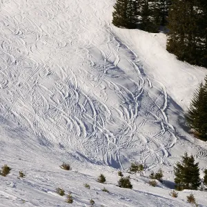 Ski tracks on snow with spruce or fir trees Ski tracks on snow with spruce or fir trees