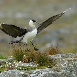 Skua in the grass with open wing Skua in the grass with open wing