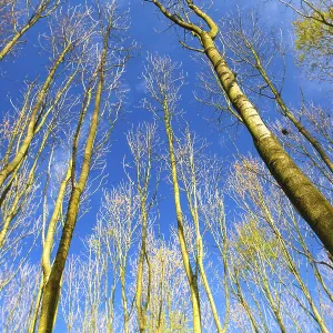 Sky view through the trees of a forest in autumn Sky view through the trees of a forest in autumn