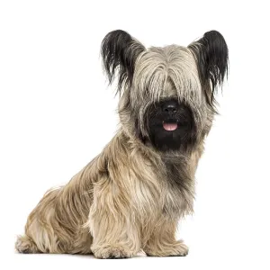 Skye terrier sitting, isolated on white Skye terrier sitting, isolated on white