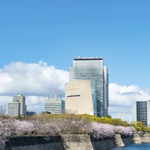 Skyscrapers and cherry blossoms on the moat with water at Osaka Castle