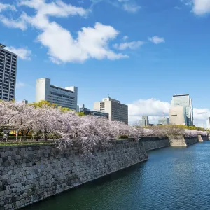 Skyscrapers and cherry blossoms on the moat with water at Osaka Castle