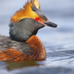 Slavonian grebe (Podiceps auritus) swimming on a lake