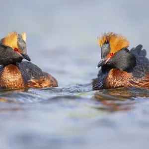Slavonian grebe (Podiceps auritus) swimming on a lake