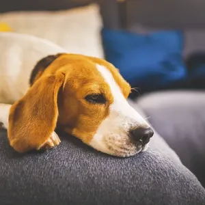 Sleeping Beagle Dog Print: Lazy Day on the Sofa