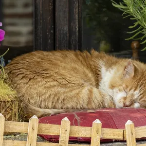 Sleeping cat on a windowsill
